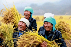 对国家粮食安全的担当这更是中国农民可敬之处